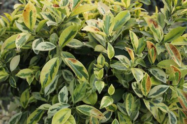 Öonymus yapraklarının yakın çekimi