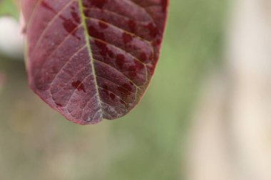 Burgonya yaprağının seçici odak noktası