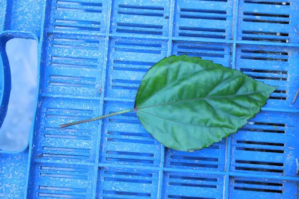 ゴボウの葉の選択的フォーカスショット — ストック写真