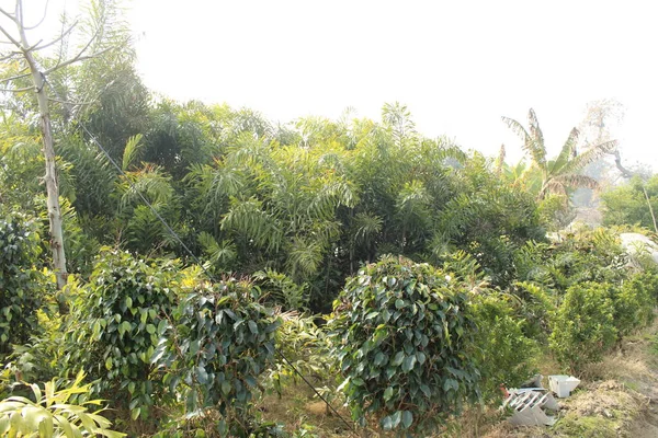 Foco Selectivo Hojas Ficus —  Fotos de Stock