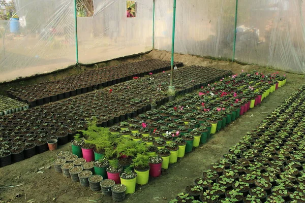 Primer Plano Varias Plantas Semillero Invernadero — Foto de Stock