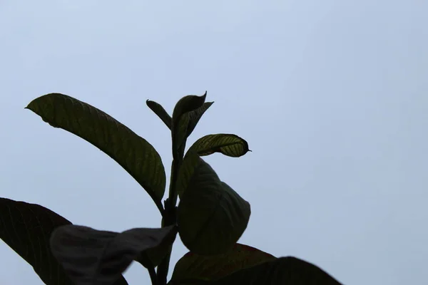 フィールド内の緑の植物の葉の選択的なフォーカスショット — ストック写真