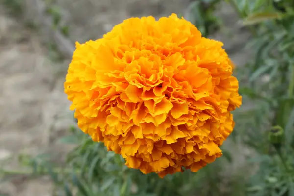 stock image Closeup shot of an orange