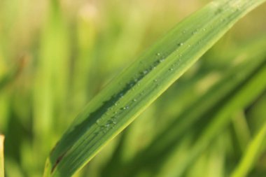 Gündüz vakti bitkilerle dolu geniş yeşil bir alan.