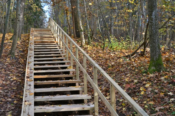 New wooden stair at forest park, Calm Autumn day