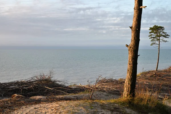 Μοναχικά Πεύκα Στην Ακτή Της Βαλτικής Θάλασσας Ηλιοβασίλεμα Την Ήρεμη — Φωτογραφία Αρχείου