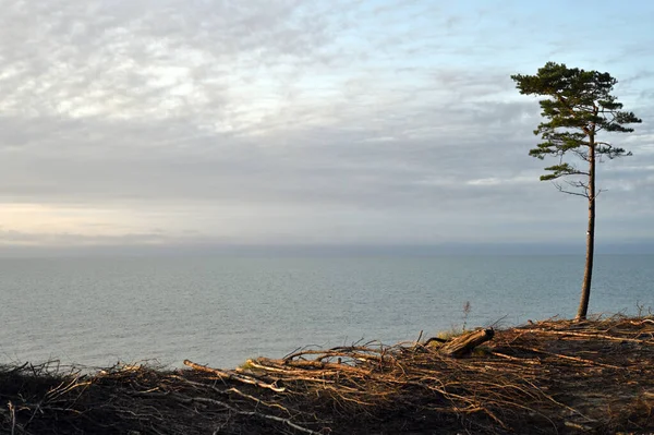 Μοναχικό Πεύκο Στην Ακτή Της Βαλτικής Θάλασσας Ηλιοβασίλεμα Την Ήρεμη — Φωτογραφία Αρχείου