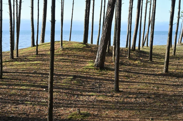 Pohon Cemara Pantai Laut Baltik Musim Gugur Yang Cerah — Stok Foto