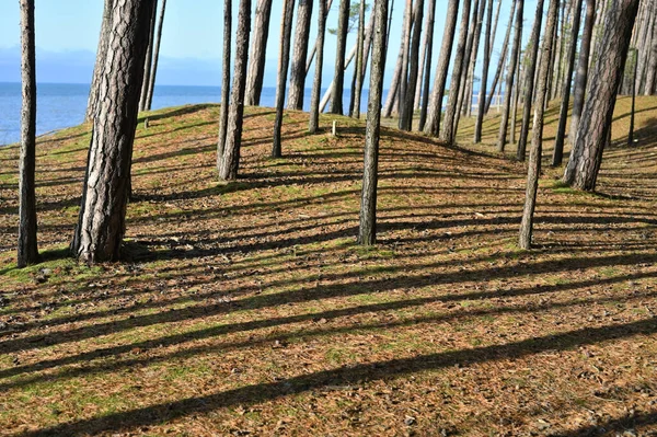 Dennenbomen Aan Kust Van Oostzee Zonnige Herfstdag — Stockfoto