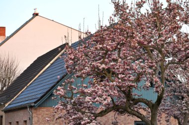 Güzel çiçek açan Manolya (Güney Manolya, Loblolly Magnolia, Bull Körfezi, Büyük Çiçekli Manolya) Almanya 'nın başkenti