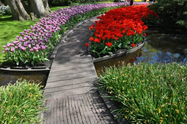 Hollands tulips bloom in a field at spring season