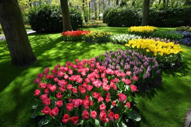 Hollands tulips bloom in a field at spring season