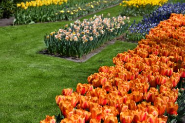 Hollands tulips bloom in a field at spring season