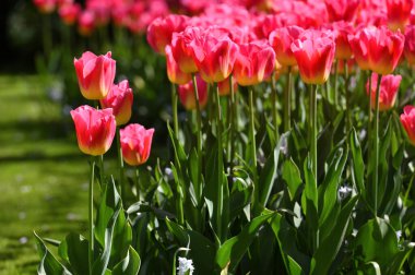Hollands tulips bloom in a field at spring season