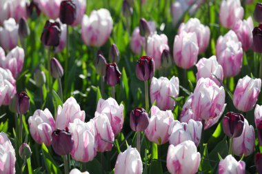 Hollands tulips bloom in a field at spring season