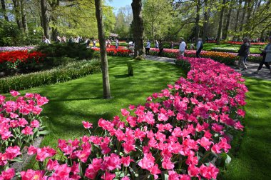 Keukenhof, Hollanda - 20 Nisan 2022: Çiçek bahçesi Keukenhof 'ta çiçek açan renkli laleler. Lisse, Hollanda, Hollanda 'daki popüler turizm sitesi