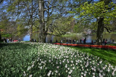 Keukenhof, Hollanda - 20 Nisan 2022: Çiçek bahçesi Keukenhof 'ta çiçek açan renkli laleler. Lisse, Hollanda, Hollanda 'daki popüler turizm sitesi