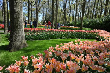 Keukenhof, Hollanda - 20 Nisan 2022: Çiçek bahçesi Keukenhof 'ta çiçek açan renkli laleler. Lisse, Hollanda, Hollanda 'daki popüler turizm sitesi