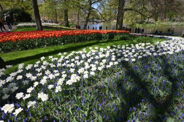 Keukenhof, Hollanda - 20 Nisan 2022: Çiçek bahçesi Keukenhof 'ta çiçek açan renkli laleler. Lisse, Hollanda, Hollanda 'daki popüler turizm sitesi