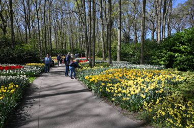 Keukenhof, Hollanda - 20 Nisan 2022: Çiçek bahçesi Keukenhof 'ta çiçek açan renkli laleler. Lisse, Hollanda, Hollanda 'daki popüler turizm sitesi