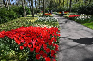 Keukenhof, Hollanda - 20 Nisan 2022: Çiçek bahçesi Keukenhof 'ta çiçek açan renkli laleler. Lisse, Hollanda, Hollanda 'daki popüler turizm sitesi