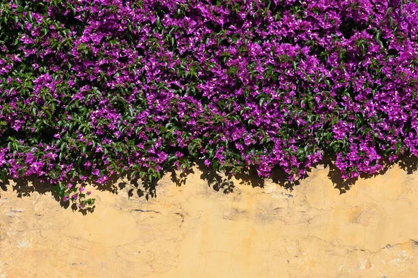 Yellow Wall with curly violet color flowers. Summer flowers on wall building.