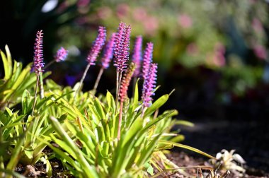 A variety of colorful forms of flora, island of Madeira