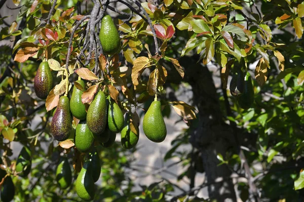 Ripe green hass avocadoes hanging on tree, ready to harvest, avocado plantation on Madeira island
