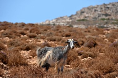 Mountain goat in the arid landscape. Mountain range, Crete island, Greece