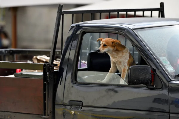 Dog watching through car window, Madeira island