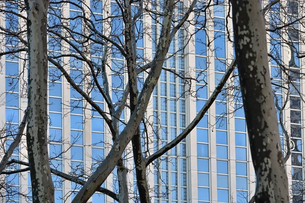 Naked trees in city park against glass office building