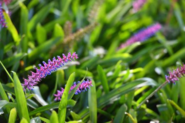 Renkli bitkiler, Madeira adası.