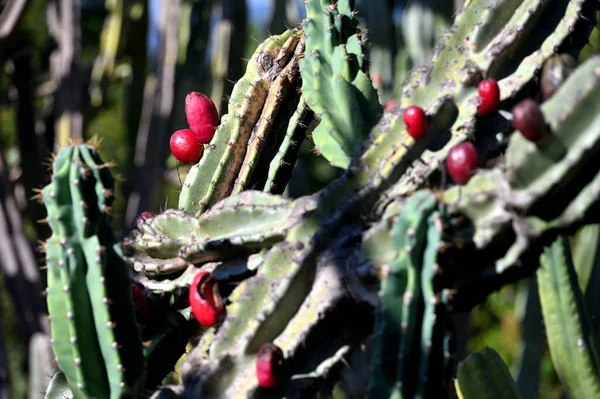 Fruits Cactus Cactus Dans Environnement Tropical — Photo