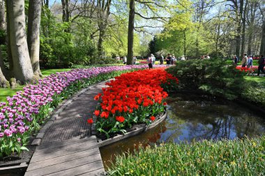 Keukenhof, Hollanda - 20 Nisan 2022: Çiçek bahçesi Keukenhof 'ta çiçek açan renkli laleler. Lisse, Hollanda, Hollanda 'daki popüler turizm sitesi