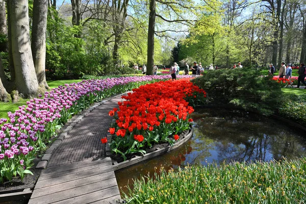 Keukenhof Netherlands April 2022 Blooming Colorful Tulips Flowerbed Public Flower — Photo