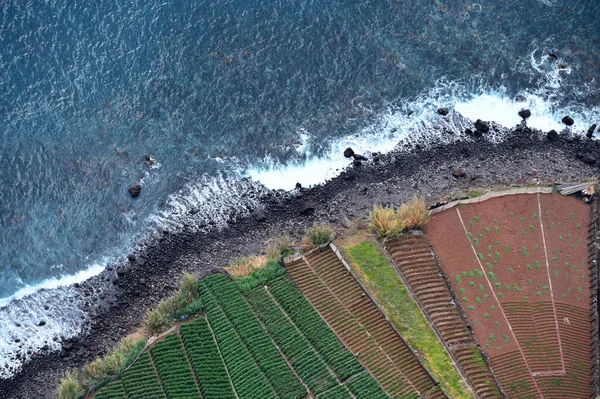 Portekiz Madeira Adasındaki Atlantik Okyanusu Kıyısında Bahçıvanlık — Stok fotoğraf