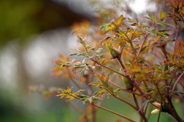Şakayık ağacının dallarındaki tomurcuklar. Paeonia, baharda bahçede kadın hakları savunucusu..