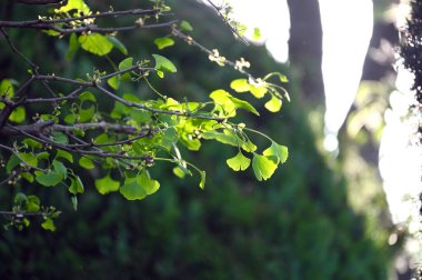 Taze yeşil ginkgo biloba yaprakları. Doğal yaprak dokusu. Ginkgo ağacının dalları