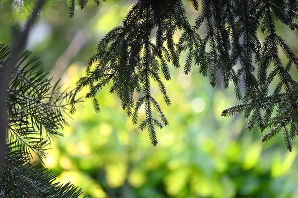 Мелкие Еловые Ветви Зеленом Фоне Сада — стоковое фото
