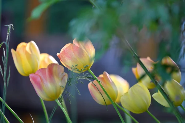 Fleurs Tulipes Tulipes Colorées Ensoleillées Lumineuses Jardin — Photo