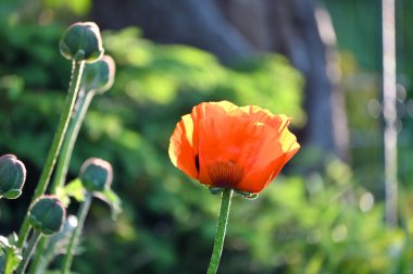 Kırmızıgelincikler yabani tarlada çiçek açar. Seçici odaklı güzel kırmızı gelincikler. Yumuşak ışıkta kırmızı gelincikler