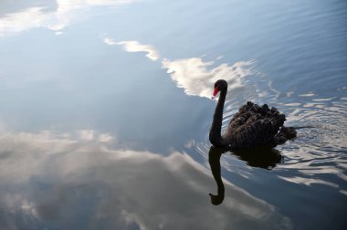 Göldeki kara kuğu bulutların yansıması