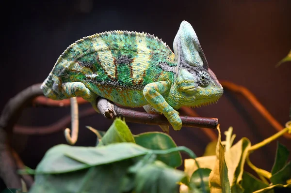 Chameleon close-up. Multicolor beautiful chameleon close-up reptile. Exotic tropical animals