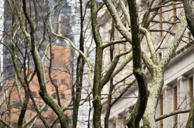 Baharda, New York 'ta, parkta çıplak ağaçlar dallanır.