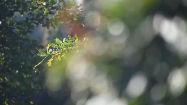 Δρυς Φύλλα Φθινόπωρο Δρυς Κλαδιά Ταλαντεύονται Στον Άνεμο — Αρχείο Βίντεο