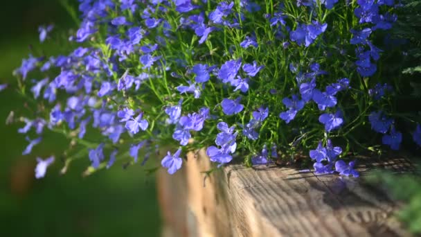 Pequeñas Flores Azules Jardín Viento Ligero Soplando — Vídeos de Stock
