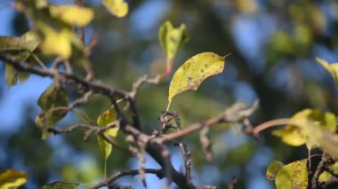 Sonbaharda yapraklı elma dalı, sonbaharda bahçe bitkileri