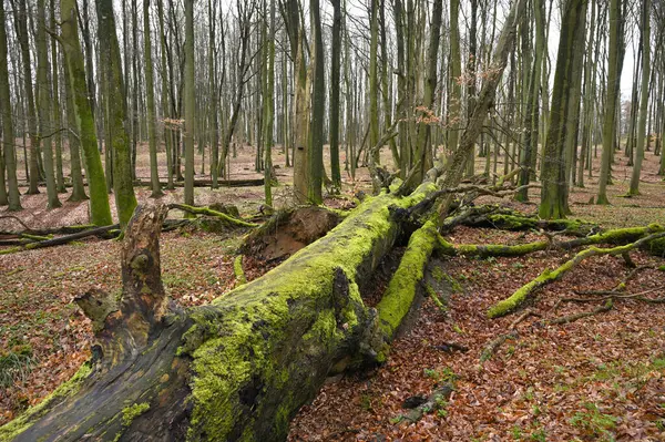 Jasmund National Park primeval forest, Rugen island, Germany