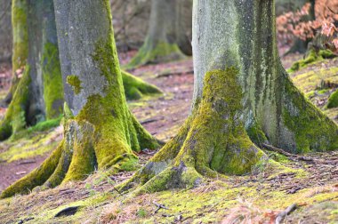 Jasmund Ulusal Parkı İlkel Orman, Rugen Adası, Almanya