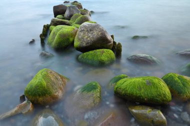 Baltık denizi, soğuk deniz suyu. Taşlarla ilgili dalgalar, su çimenli taşlar. Kıyı taşları